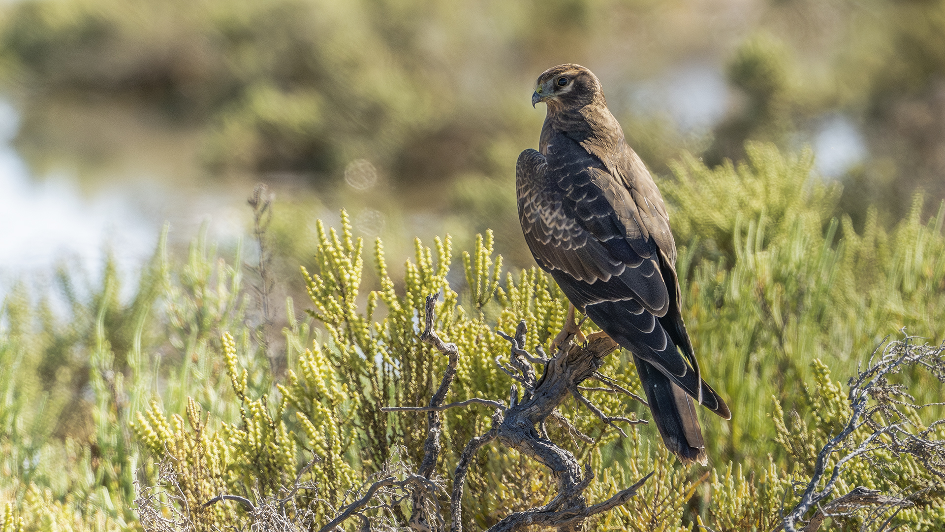 Montagu's Harrier